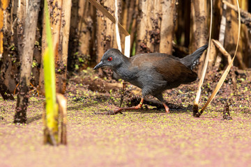 Spotless Crake in Australasia