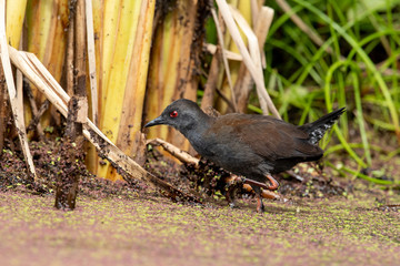 Spotless Crake in Australasia