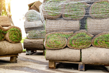 Fototapeta na wymiar Stacks of green fresh rolled lawn grass on wooden pallet at dirt prepared for installation at city park or backyard on bright sunny day. Green tree forest on background. Gardening landcaping service