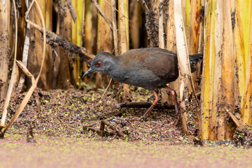 Spotless Crake in Australasia