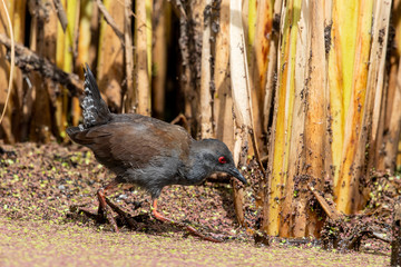Spotless Crake in Australasia
