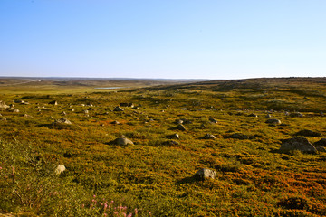 Tundra landscape in the north of Russia