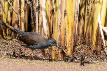 Spotless Crake in Australasia