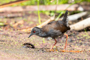 Spotless Crake in Australasia
