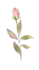 Rose illustration isolated on white background