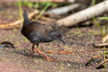 Spotless Crake in Australasia