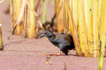 Spotless Crake in Australasia