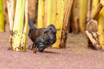 Spotless Crake in Australasia