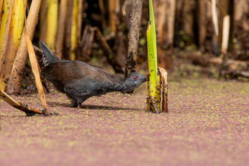 Spotless Crake in Australasia