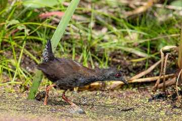 Spotless Crake in Australasia