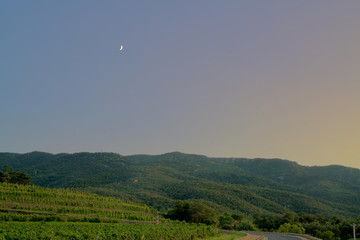 Fototapeta na wymiar vineyards under the moon