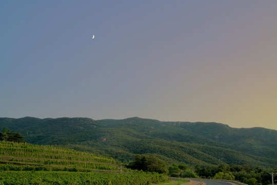 vineyards under the moon