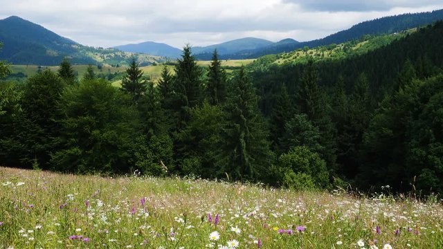 mountain landscape with the wild flowers growing on a green grassland and clouds floating abobe the green hills