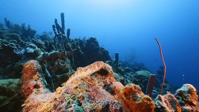Slow Motion: Seascape of coral reef in Caribbean Sea / Curacao with Sand Diver, coral and sponge