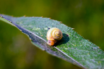 Snail on a green leaf close-up summer floral background.