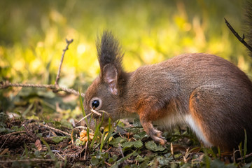 Naklejka na ściany i meble cute and funny squirrel adventures in the forest