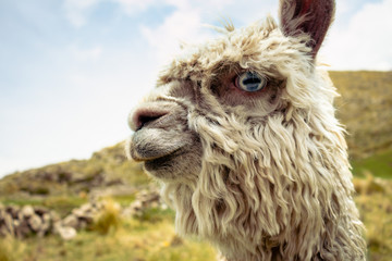 Obraz premium La alpaca observadora