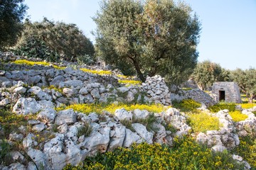 Mediterranean landscape in Salento with olive trees, stones and walls, Italy