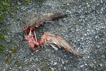 Fototapeta premium USA, California, Kern County, Kern National Wildlife Refuge. A recently eaten dead bird carcass with bloody bones and wing.