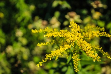 Goldenrod Flowers