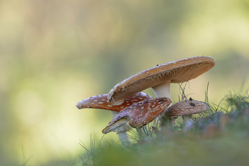 Fliegenpilz Amanita muscaria