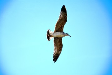 one seagull flying against blue sky