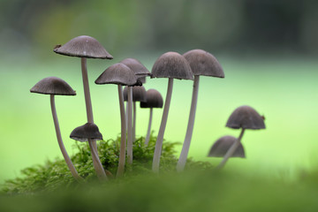 Helmling Mycena sp