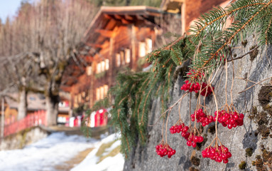 Winter in the Alps outside the village of Wengen, Switzerland. Red berries in focus in foreground, wooden chalet with red doors in distance.