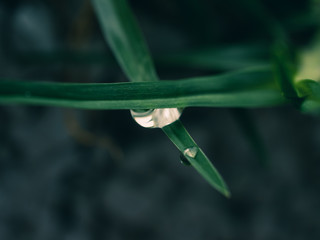 water drop on a leaf