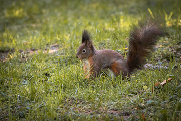 Naklejka na ściany i meble cute and funny squirrel adventures in the forest