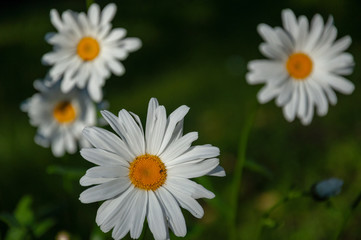 Fototapeta premium camomile flowers in the garden