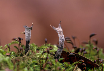 Pilz