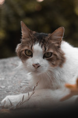 Cat green eyes bokeh background