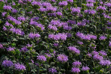 Bee balm in the garden. Known as Monarda it is a genus of flowering plants in the mint family, Lamiaceae. It is endemic to North America. Common names include horsemint, oswego tea, and bergamot. 