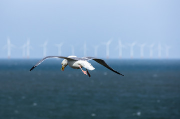 Fototapeta na wymiar Flying gull with with offshore wind turbines in the background
