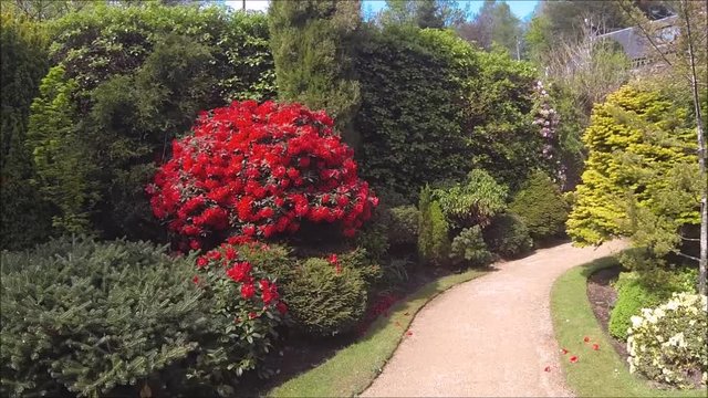 Beautiful conifer garden in Spring, HD video