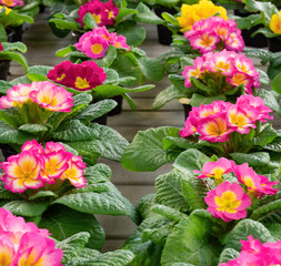 spring bloom of fragrant flowers with bright colors