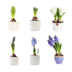Set of colorful hyacinths in flower pots isolated over white background