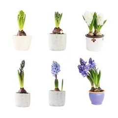 Crédence en verre imprimé Jacinthe Ensemble de jacinthes colorées dans des pots de fleurs isolés sur fond blanc
