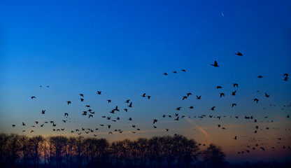 Blaessgans Anser albifrons