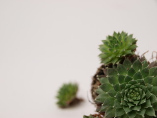 green succulents plants are shown close-up on a white background.