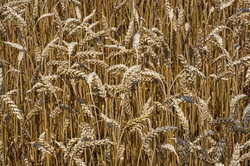 Wheat growing on a rural farm in the USA. It is a grass widely cultivated for its seed, a cereal grain which is a worldwide staple food.