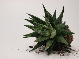 green succulents plants are shown close-up on a white background.