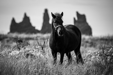 Horse at Reynisfjara Beach, Iceland
