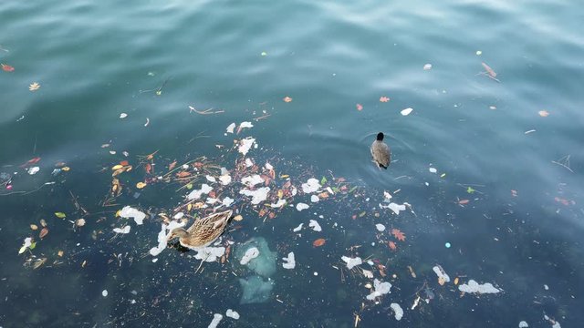 ducks swim through messy water with plastic waste in it searching for food.