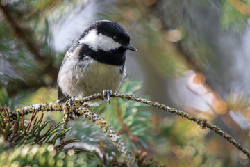 cute tit sitting on a branch looking for food