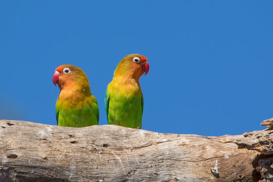 Inseparabili