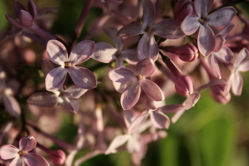 Thriving Spring Lilacs