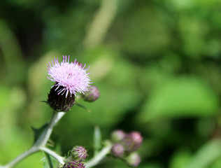 Blooming Thistle