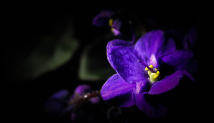 Obraz na płótnie Canvas Dark Blooming Violet